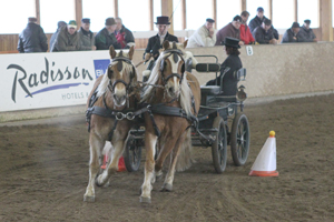 Zweifache Siegerin mim Stilhindernisfahren bei den Ein- und Zweispännern mit Haflingern aus der Zucht von Lorenz Rehse (Carpin) wurde Anja Krüger von der Reitergilde Katzow. Foto: Jutta Wego